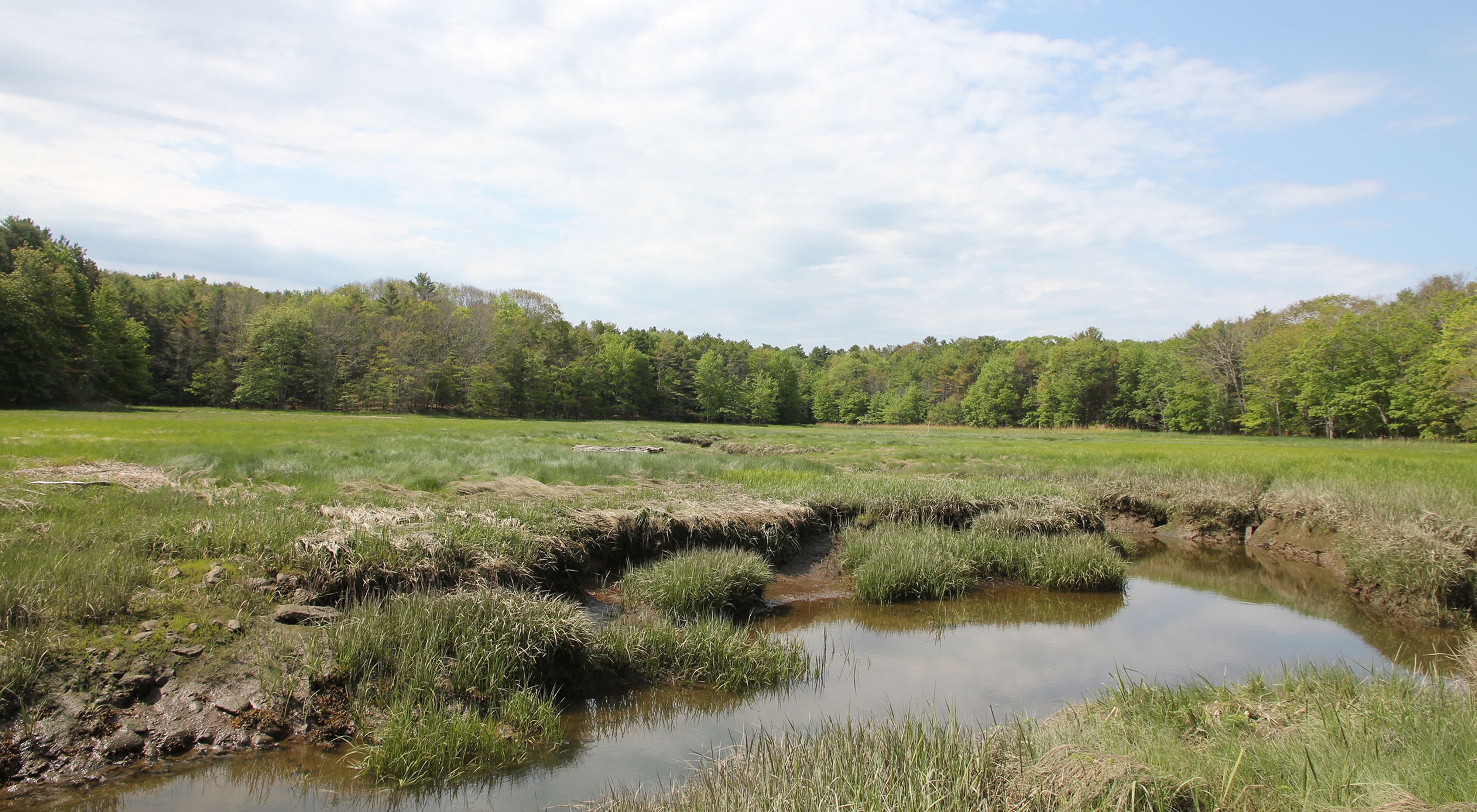 A salt marsh with clumped mud and grass and tidal ponds.