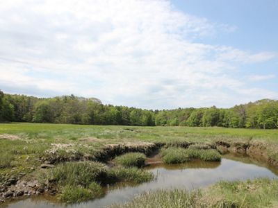 Looking out across green grasses in a tidal marsh with trees beyond.