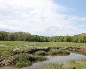 A view of grasses in a tidal marsh with green trees in the background.