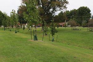 New trees have been planted in the Mill Creek watershed.