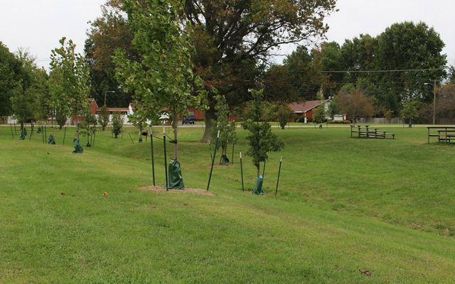 New trees have been planted in the Mill Creek watershed.