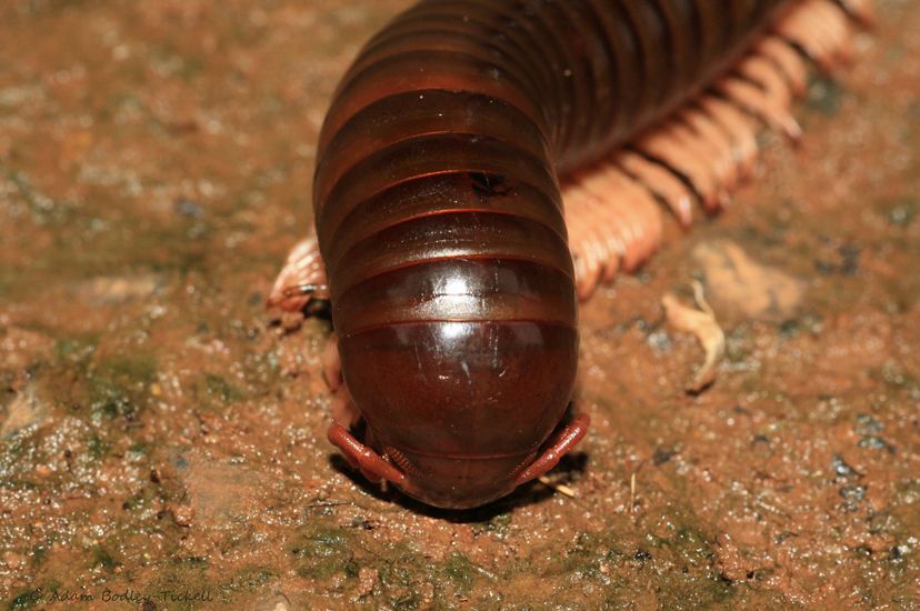 A close-up view of a millipede, showing its head and some of its many legs.