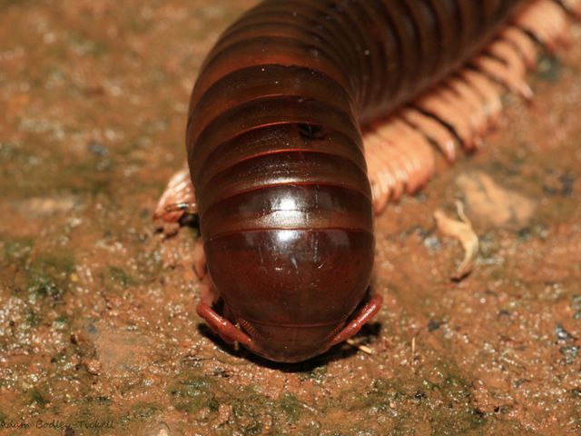 A close-up view of a millipede, showing its head and some of its many legs.