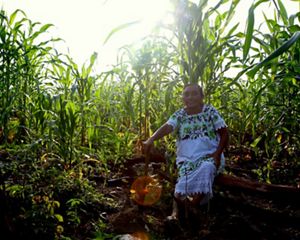 A seed guardian in the milpa.