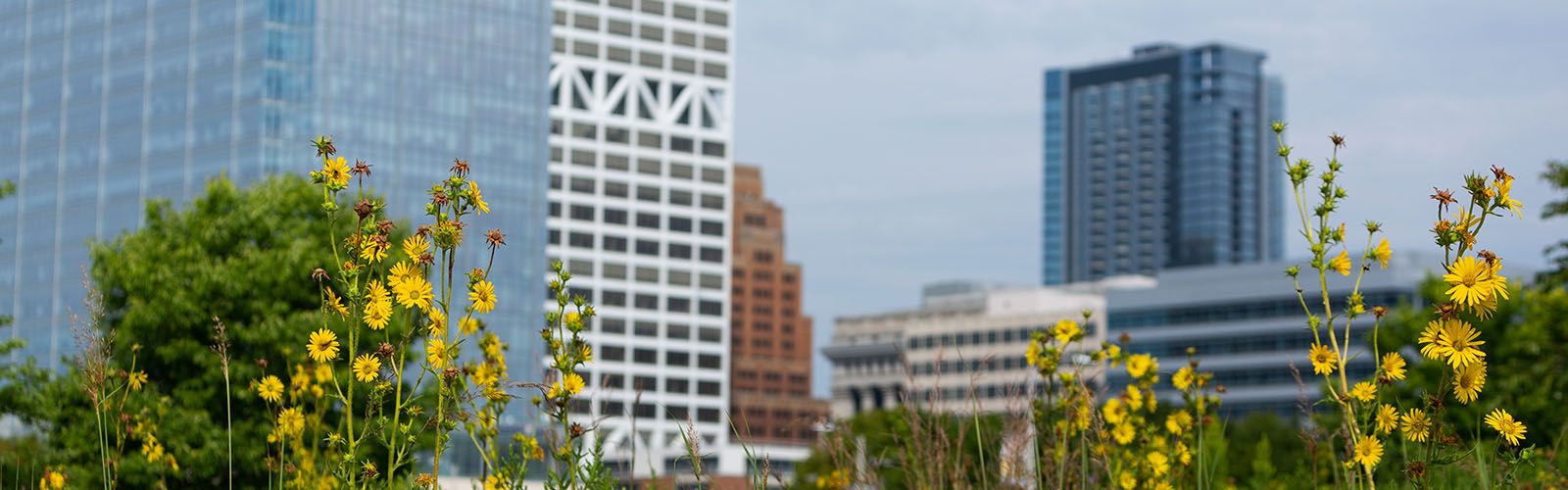 The tall stalks of a compass plant with yellow flowers in bloom in the foreground and a city with tall buildings in the background.