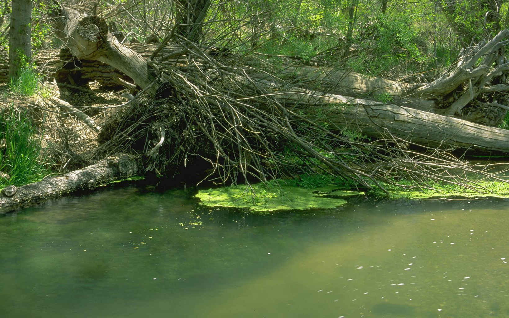 River bank with brush and fallen timber with algae-covered water flowing alongside it.