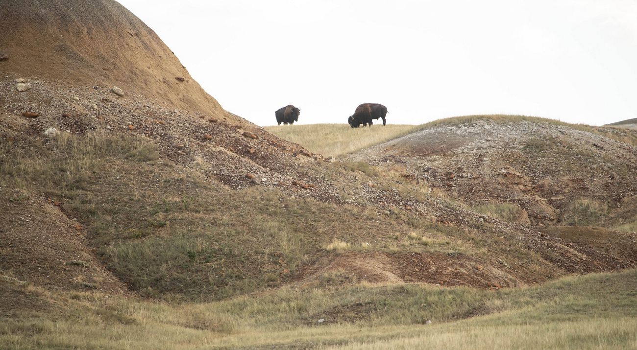 Two bison on a hill.