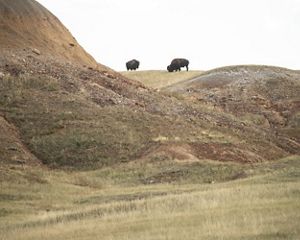 Bison stand on a rocky ridge.