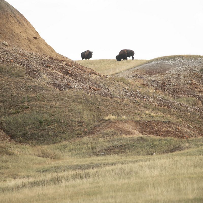 Bison stand on a rocky ridge.