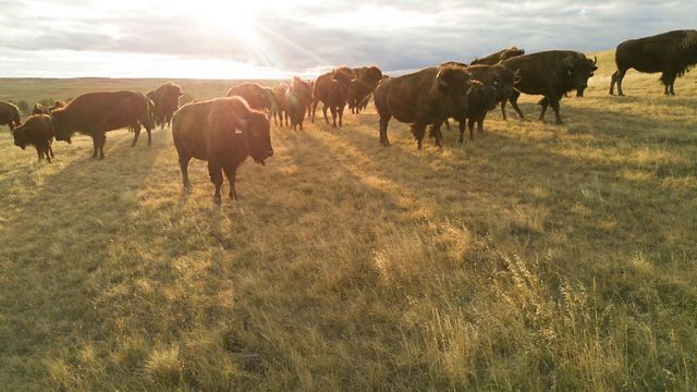 bison herd in a prairie.