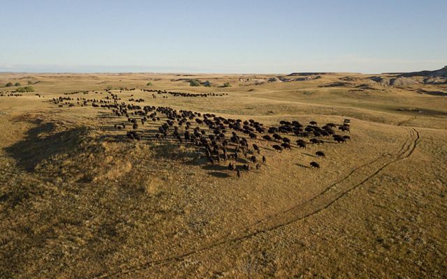 Aerial view of a large bison herd moving across a prairie.