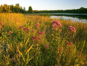 A tall plant with pink flower clusters grows among tall grasses along the shore of a river with forest in the background.