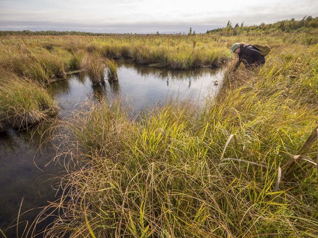 Young woman wearing a backpack and ball cap leans over to look into a wetland with a lot of standing water with sedges.