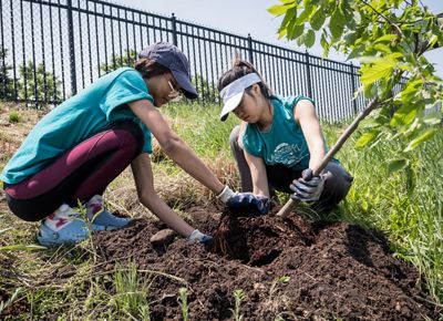 Two people crouch down and work to plant a tree in a large pile of rich, brown soil.