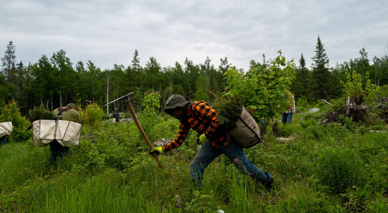 A person swings a long axe tool into the ground with a bag of tree seedlings on their back.