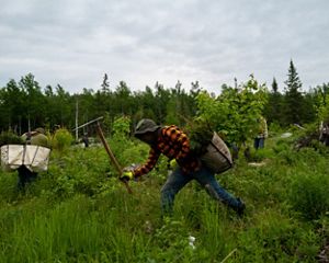 A person swings a long axe tool into the ground while carrying a bag of tree seedlings on their back.