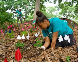 a young woman in a green shirt planting understory plants.