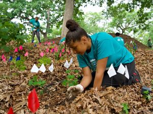 a young woman in a green shirt planting understory plants.