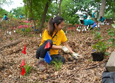 A person planting understory plugs on a hillside.