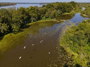 Aerial image of wetlands with cranes flying overhead. 