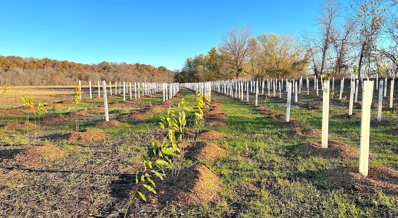 Looking down rows of newly planted baby trees.