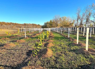 Looking down rows of newly planted baby trees.