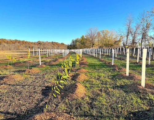 Looking down rows of newly planted baby trees.