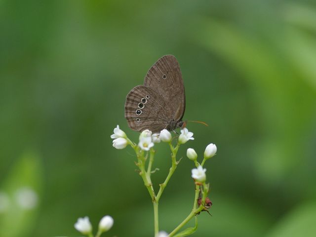 A Mitchell's satyr, one of the world's rarest butterflies, rests on a flower. It's distinctive eyespots are shown on the ventral surface of the wing.