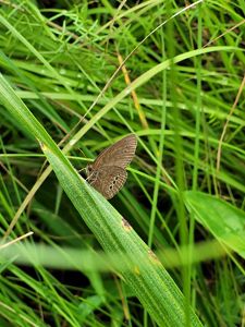 The rare Mitchell's satyr butterfly on a blade of grass at a nature preserve in Michigan..