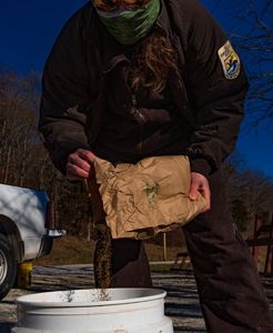 Emily Hodapp prepares the rare decurrent false aster seeds for seeding at Spunky Bottoms Preserve.