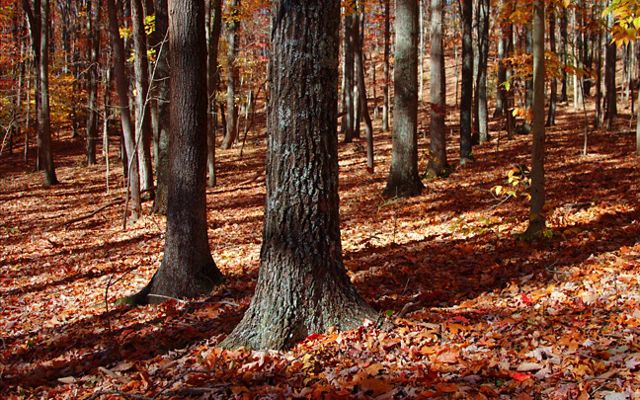 Fall leaves cover the forest floor at Edge of Appalachia Preserve.