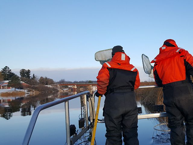 Two experts search for lake whitefish with nets on a Michigan river.
