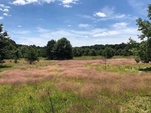 A field is full of vibrant new plant growth weeks after a controlled burn.