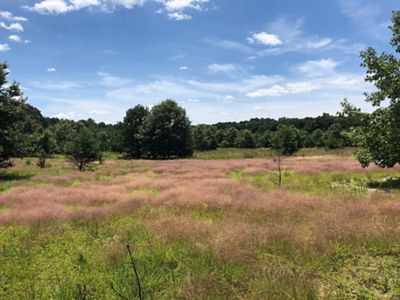 A field is full of vibrant new plant growth weeks after a controlled burn.