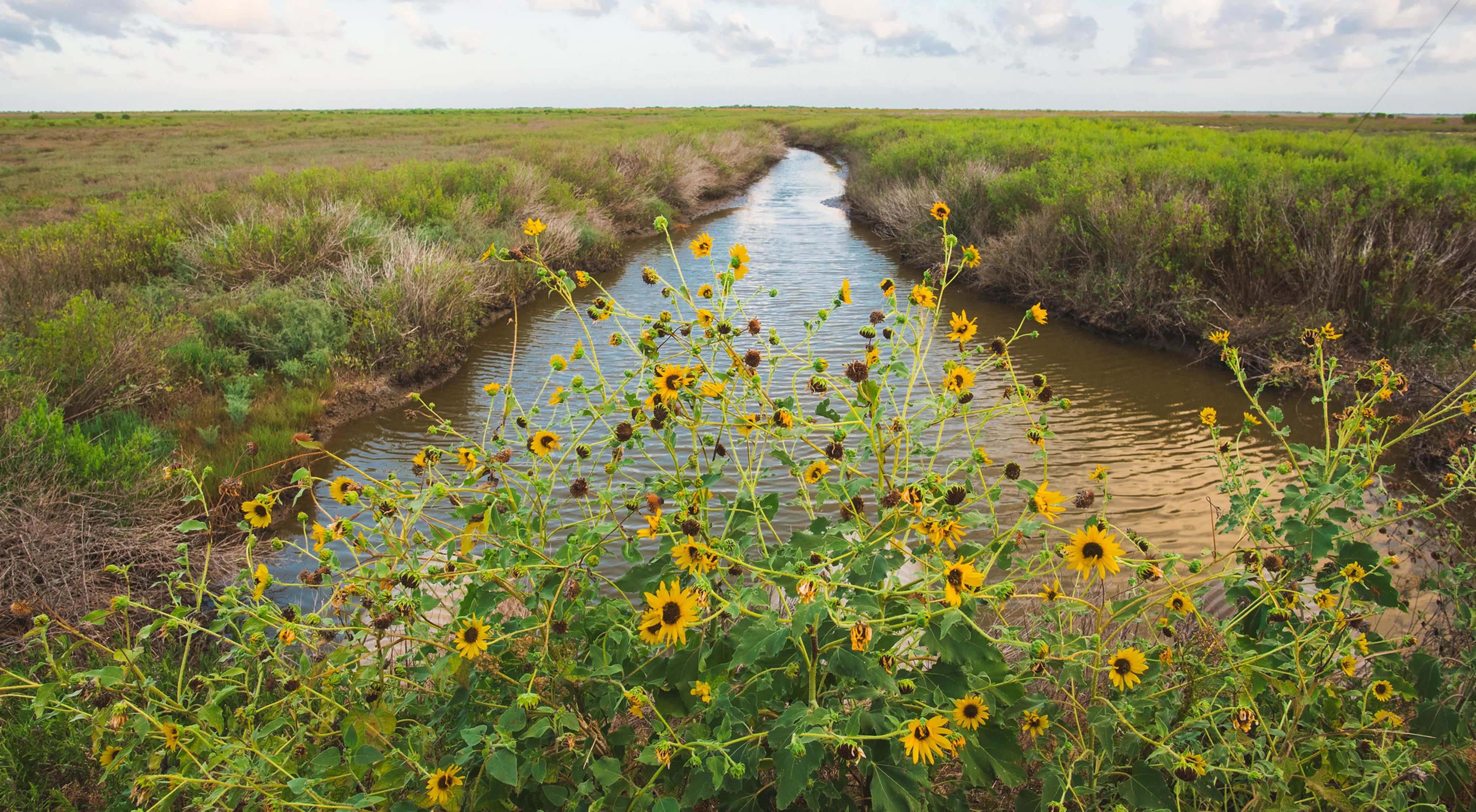 A cluster of yellow sunflowers bloom near a thin river lined with green grass.