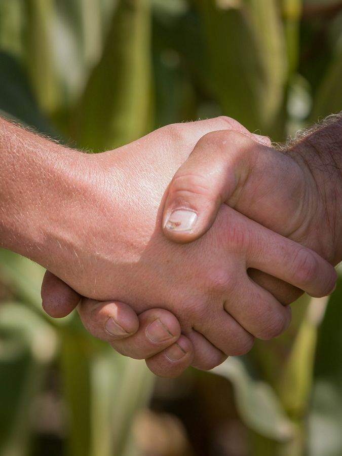 Two hands shake in front of a green corn field
