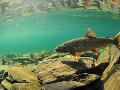 A lake trout swims in clear water.