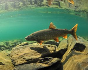 A fish swims through blue water along a bed of rocks.