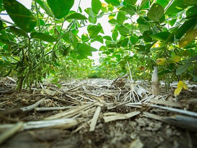 A ground-level view of crops growing from the soil in Saginaw, Michigan.