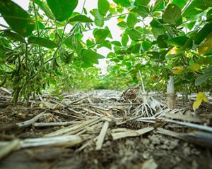A ground-level view of crops growing from the soil in Saginaw, Michigan.