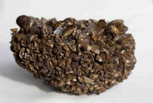 A mass of zebra mussels that are stuck together sitting on white background. 