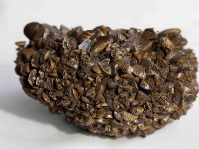 A dense cluster of zebra mussels attached to an object, on a white background.