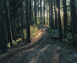 The light peeks through the trees and lights a dirt trail.