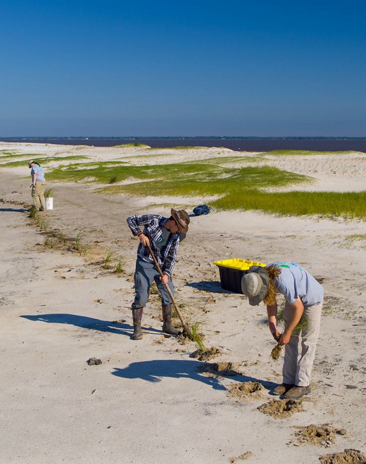 GulfCorps members digging holes on a sandy beach.