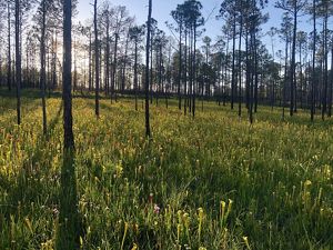 A longleaf pine forest with light from the sunset kissing the grass.