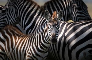 A group of zebra clustered closely together.