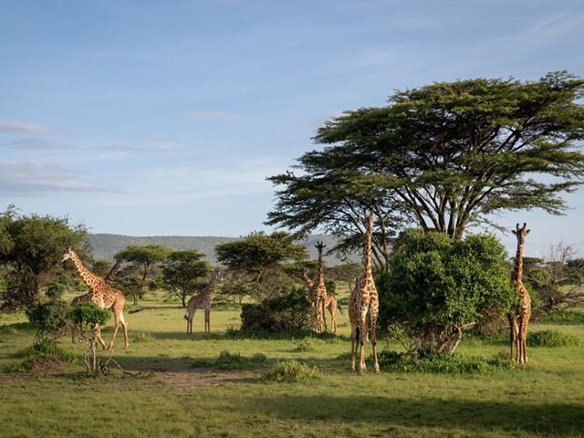 Giraffes now have more space to move freely in many areas of Kenya'Pardamat Conservation Area.