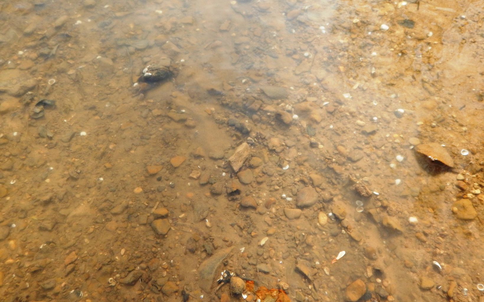 An underwater trail forged by a mussel can be seen from above.