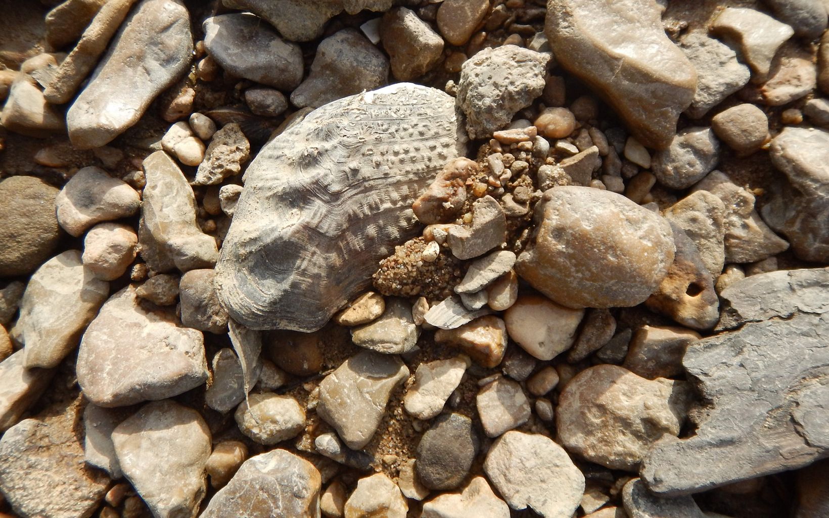 A rare mussel dries up along a riverbank.