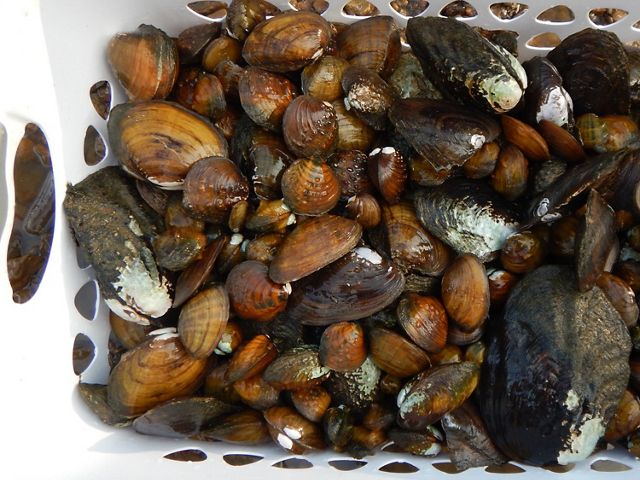 Mussels from the Green River.